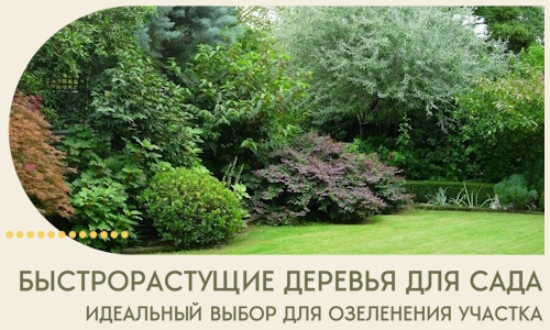 Быстрорастущие деревья для сада идеальный выбор в Костомукше