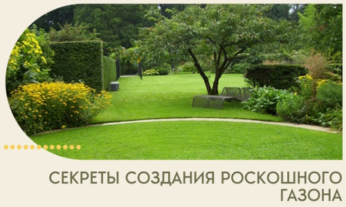 Секреты создания роскошного газона в Костомукше